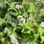 Mentha suaveolensBlomst