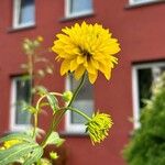 Rudbeckia laciniataЦветок