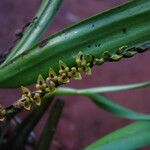 Bulbophyllum cochleatum Flower