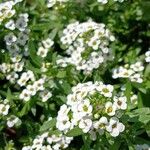 Lobularia maritima Flower