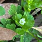 Stellaria mediaBlüte