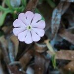 Silene sericea Flower