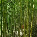 Phyllostachys bambusoides Bark