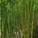 Phyllostachys reticulata Casca