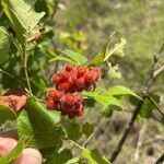 Rhus aromatica Fruit