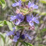 Salvia dorrii Flower