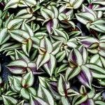 Tradescantia zebrina Leaf