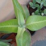 Kalanchoe gastonis-bonnieri Ліст