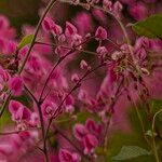 Antigonon leptopus Blüte