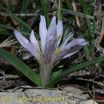 Colchicum androcymbioides Fiore