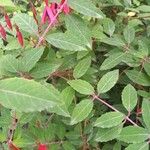 Fuchsia magellanica Yaprak