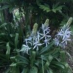 Camassia cusickii Leaf