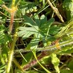 Geranium sanguineum Φλοιός