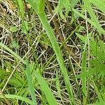 Ranunculus acris Kabuk