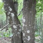 Carpinus caroliniana Bark