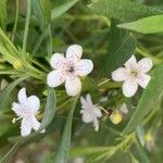 Myoporum parvifolium ᱵᱟᱦᱟ