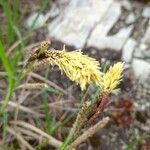 Carex sempervirens Цвят