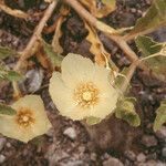 Mentzelia involucrata Flower