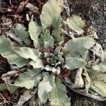 Verbascum boerhavii عادت