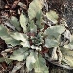 Verbascum boerhavii Tervik taim