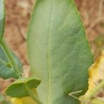 Schouwia purpurea Leaf