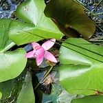 Nymphaea candidaFlower