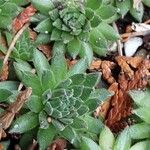 Sempervivum montanum Hoja