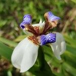 Neomarica gracilis Flower