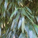 Phyllostachys sulphurea Hoja
