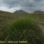 Carex sempervirens Libunga