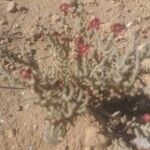 Anabasis articulata Flower