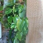 Epipremnum aureum Hoja