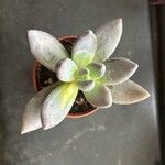 Pachyphytum kimnachii Leaf