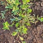 Crotalaria pycnostachya Hábito