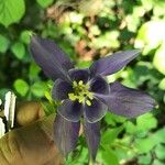 Aquilegia vulgaris Flower