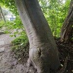 Tetradium daniellii Rinde