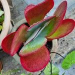 Kalanchoe tetraphylla 葉