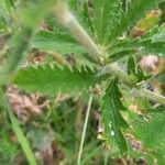 Potentilla recta Feuille