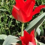 Tulipa undulatifolia Žiedas
