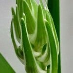 Albuca nelsonii Kvet