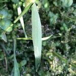 Polypogon monspeliensis Leaf