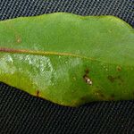 Pittosporum sessilifolium Máis