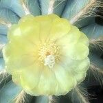 Parodia magnifica Lorea