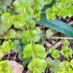 Lysimachia nummularia 叶