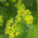 Alchemilla monticola Blüte