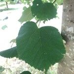 Tilia tomentosa 叶