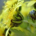 Chrysanthemum lavandulifolium