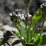 Arabis caerulea Bloem