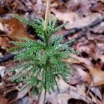 Lycopodium dendroideum Habitus