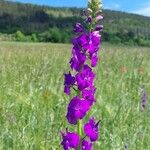 Delphinium orientale Floro